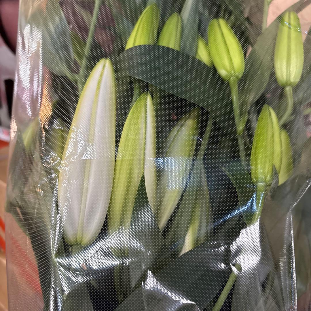 ふくろう 同梱プレミ5本 ④八重百合3〜4輪8本5輪5本シベリア 首トルコ