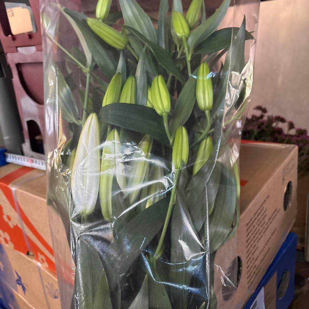 ふくろう 同梱プレミ5本 ④八重百合3〜4輪8本5輪5本シベリア 首トルコ