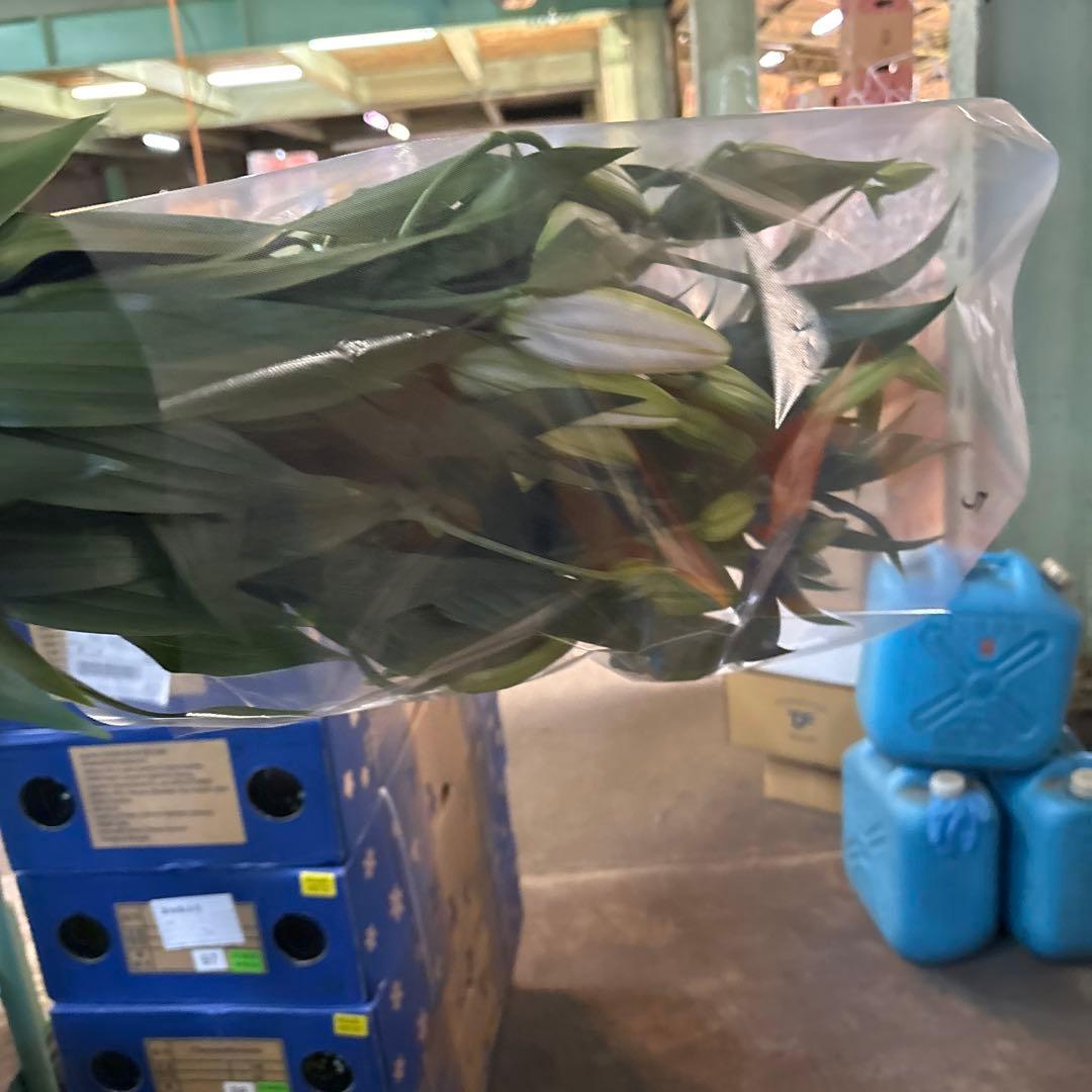 ふくろう 同梱プレミ5本 ④八重百合3〜4輪8本5輪5本シベリア 首トルコ