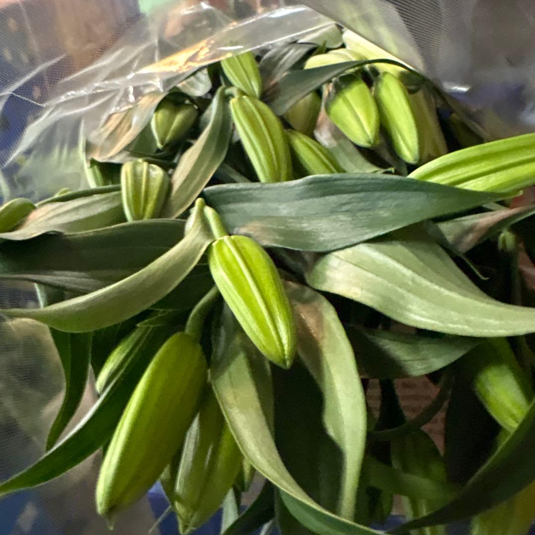 ふくろう 同梱プレミ5本 ④八重百合3〜4輪8本5輪5本シベリア 首トルコ