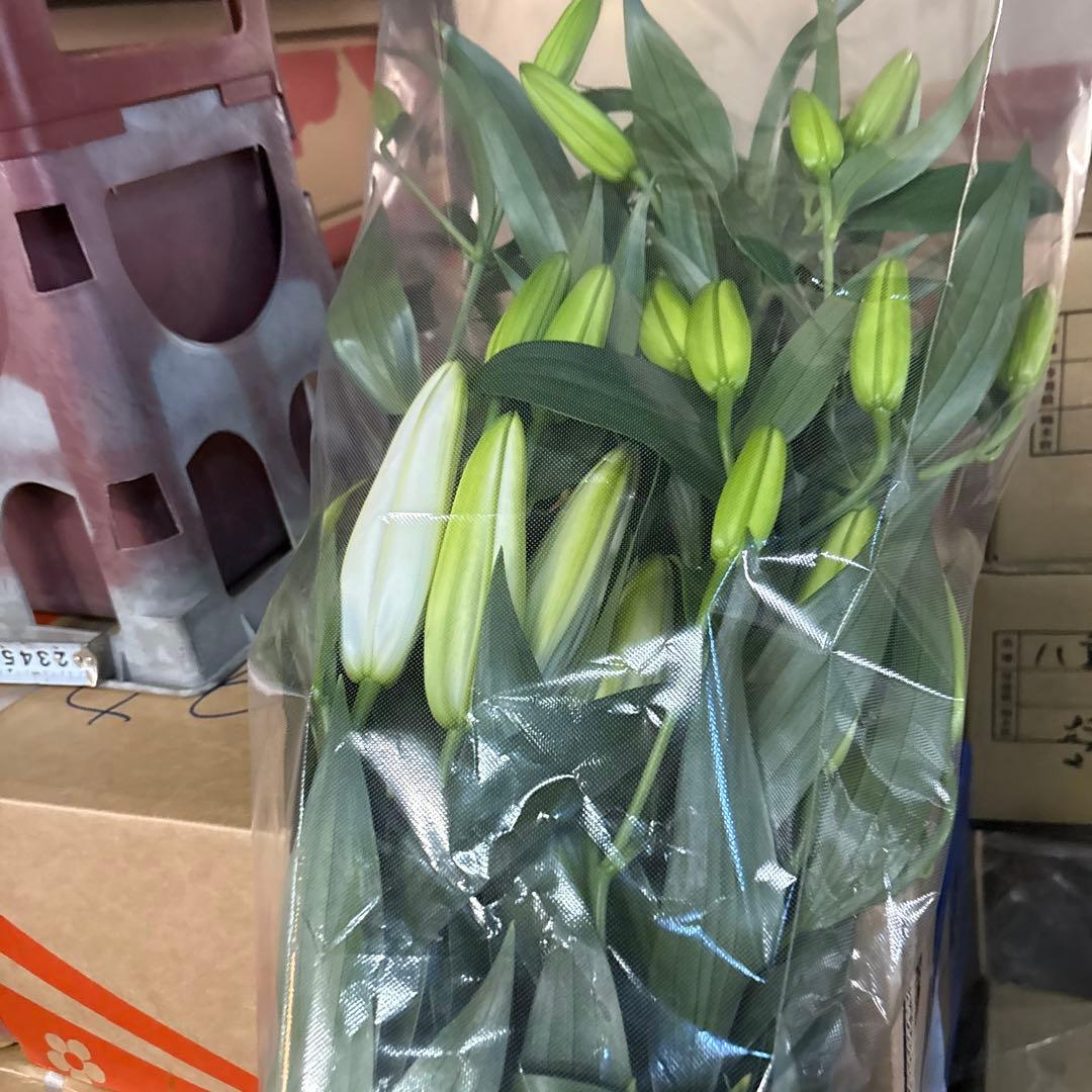ふくろう 同梱プレミ5本 ④八重百合3〜4輪8本5輪5本シベリア 首トルコ