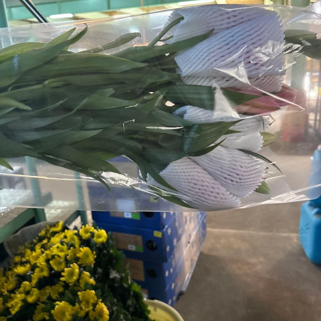 ふくろう 同梱プレミ5本 ④八重百合3〜4輪8本5輪5本シベリア 首トルコ