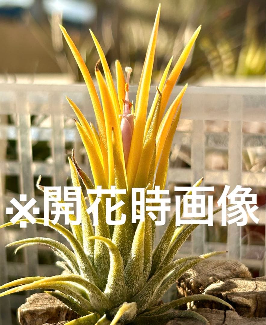 【メルカリ便】チランジア イオナンタ フエゴイエロー