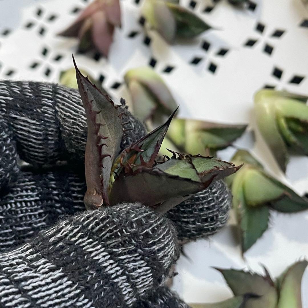 多肉植物 アガベ　チタノタ 黒火焔 大子株 30株同梱