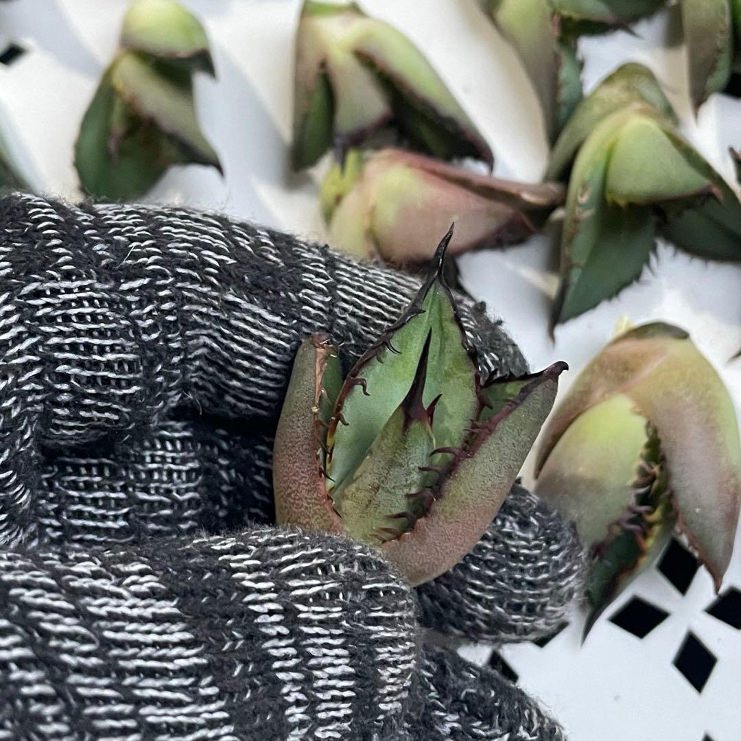 多肉植物 アガベ　チタノタ 黒火焔 大子株 30株同梱