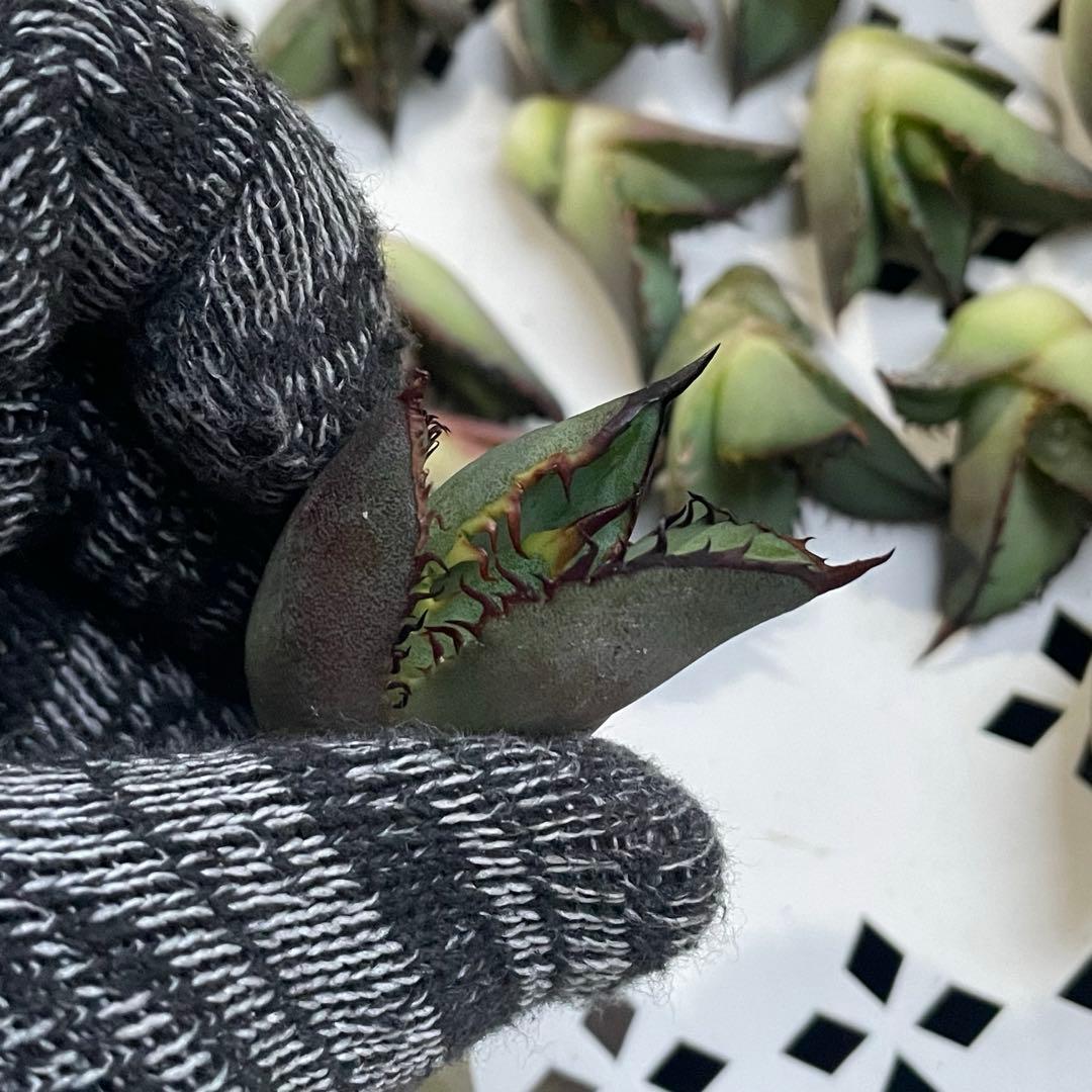 多肉植物 アガベ　チタノタ 黒火焔 大子株 30株同梱