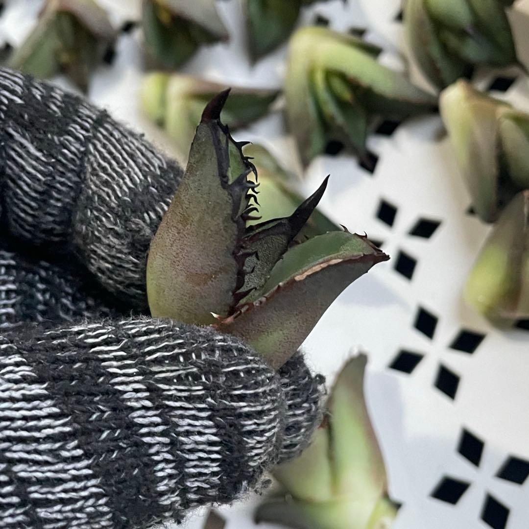 多肉植物 アガベ　チタノタ 黒火焔 大子株 30株同梱