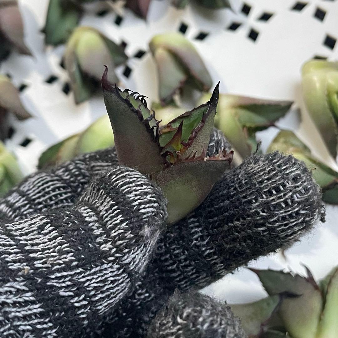 多肉植物 アガベ　チタノタ 黒火焔 大子株 30株同梱