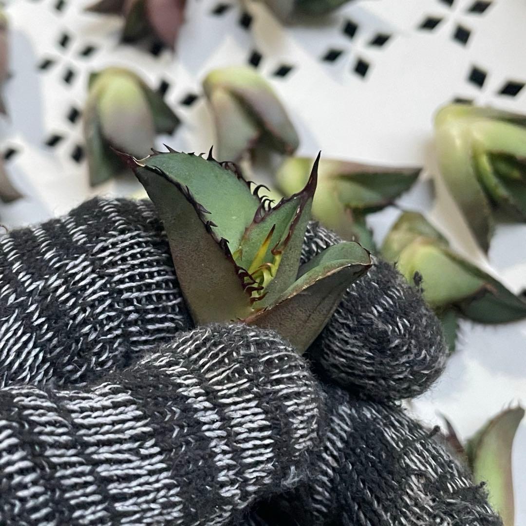 多肉植物 アガベ　チタノタ 黒火焔 大子株 30株同梱