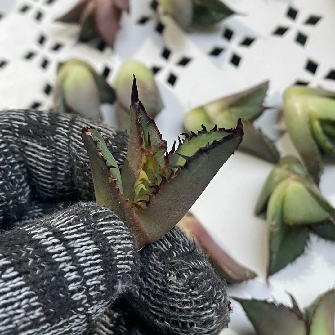 多肉植物 アガベ　チタノタ 黒火焔 大子株 30株同梱