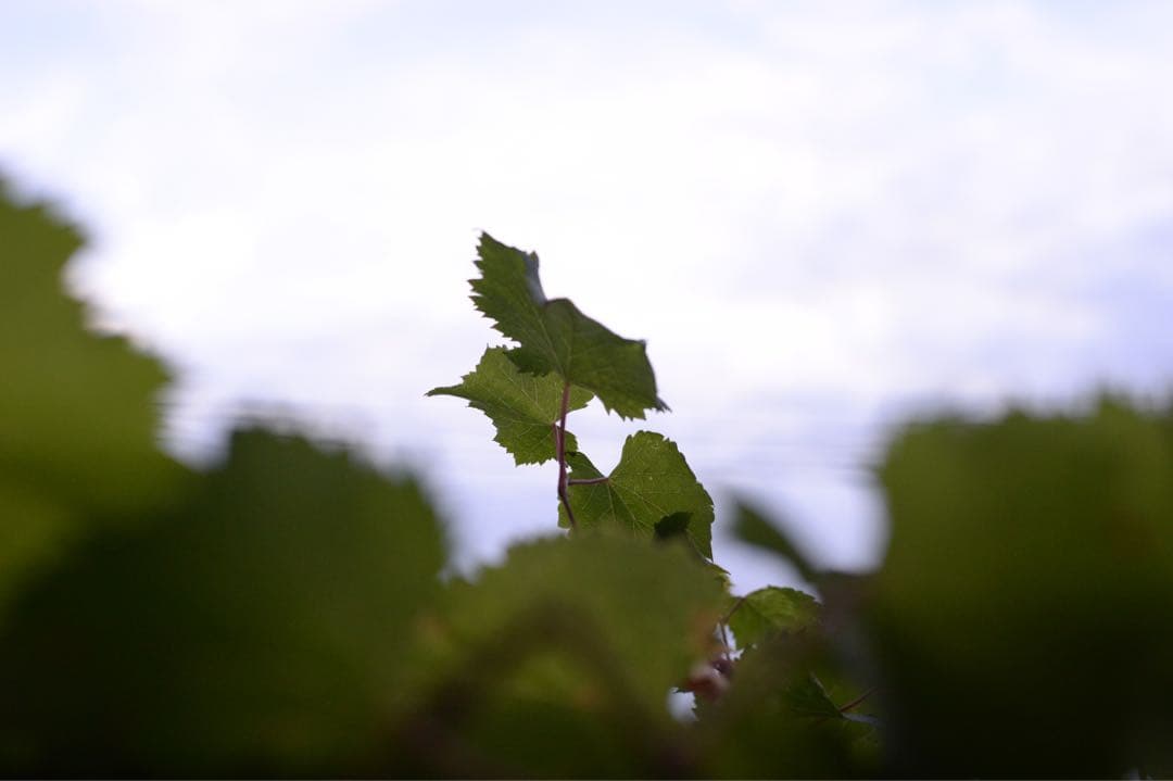 Nikon AI AF NIKKOR 50mm f/1.4D　NCフィルター付