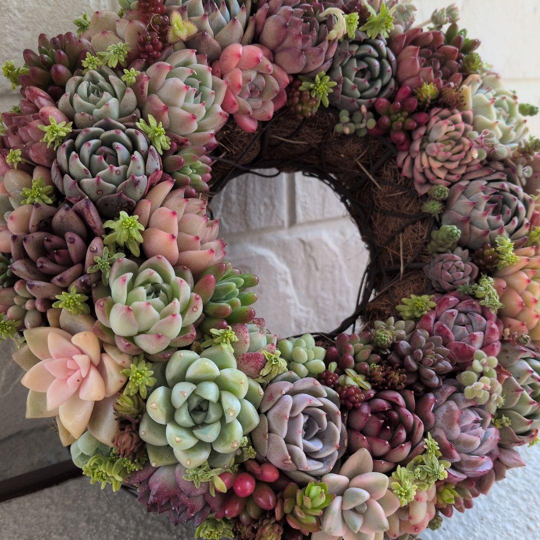 多肉植物 ♡そのまま飾れる寄せ植え♡ ★オークション出品★