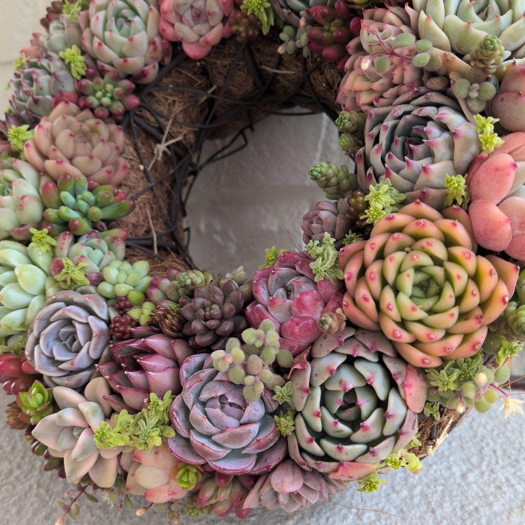 多肉植物 ♡そのまま飾れる寄せ植え♡ ★オークション出品★