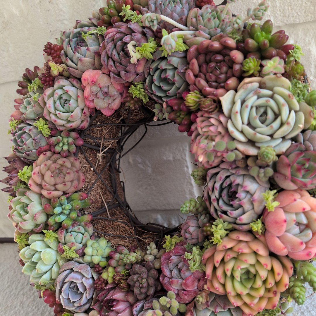 多肉植物 ♡そのまま飾れる寄せ植え♡ ★オークション出品★