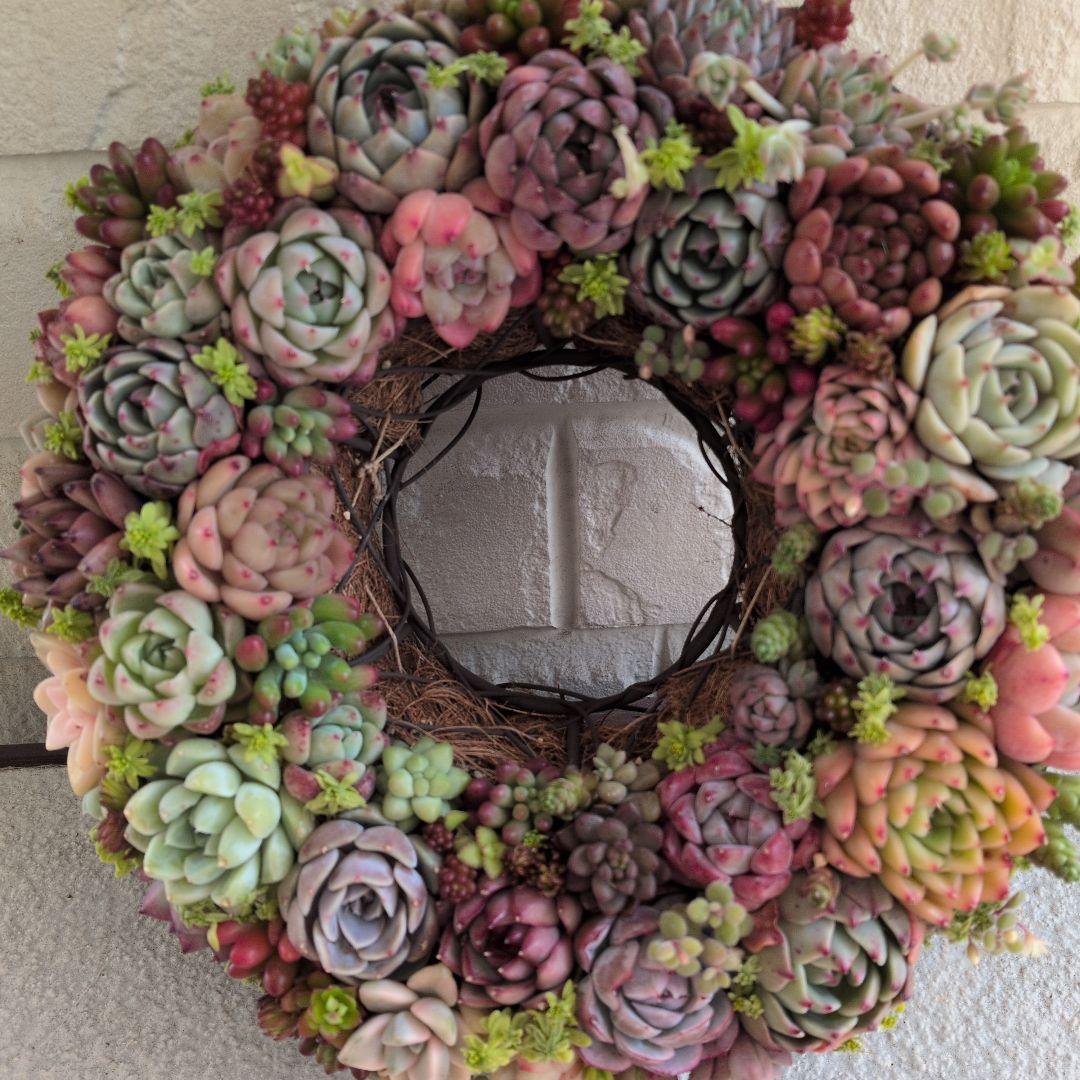 多肉植物 ♡そのまま飾れる寄せ植え♡ ★オークション出品★