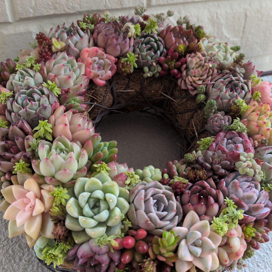 多肉植物 ♡そのまま飾れる寄せ植え♡ ★オークション出品★