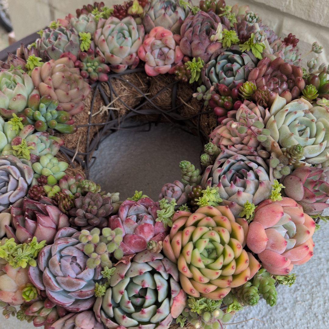 多肉植物 ♡そのまま飾れる寄せ植え♡ ★オークション出品★