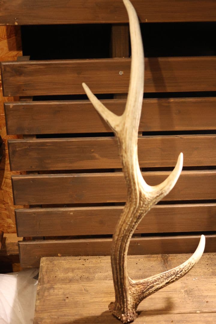 自然な鹿の角 約60cm