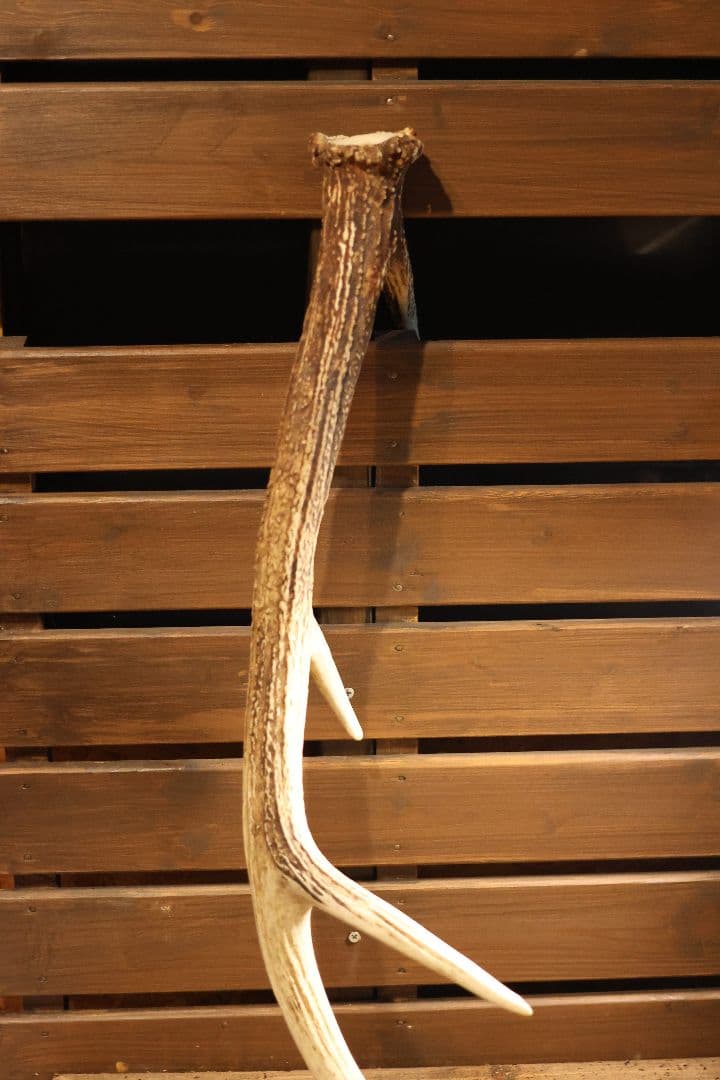 自然な鹿の角 約60cm