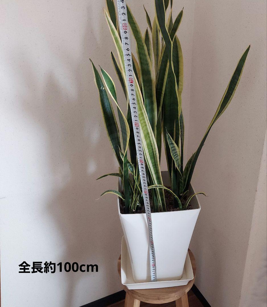 サンスベリア 中型 白い鉢