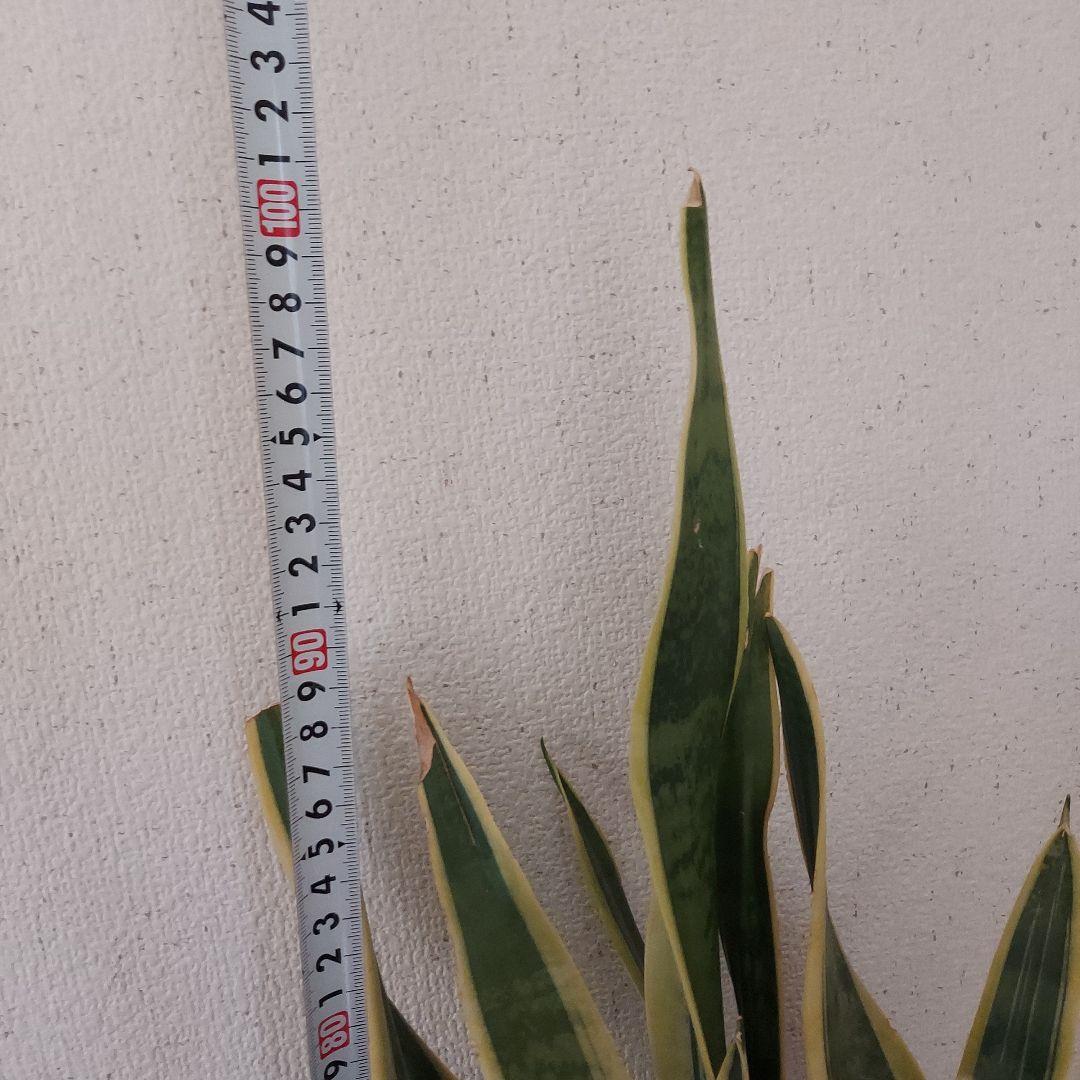 サンスベリア 中型 白い鉢