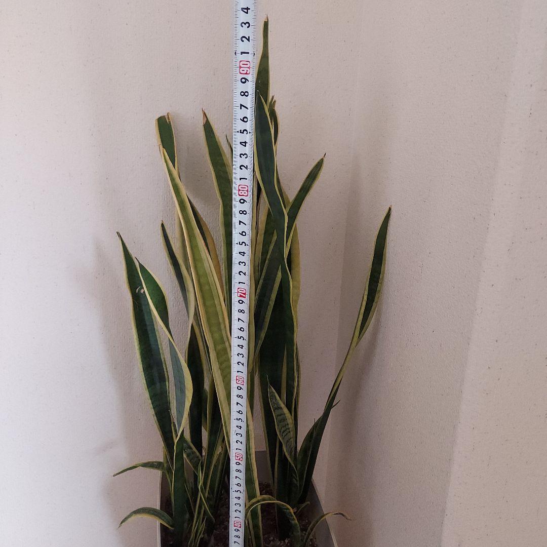 サンスベリア 中型 白い鉢