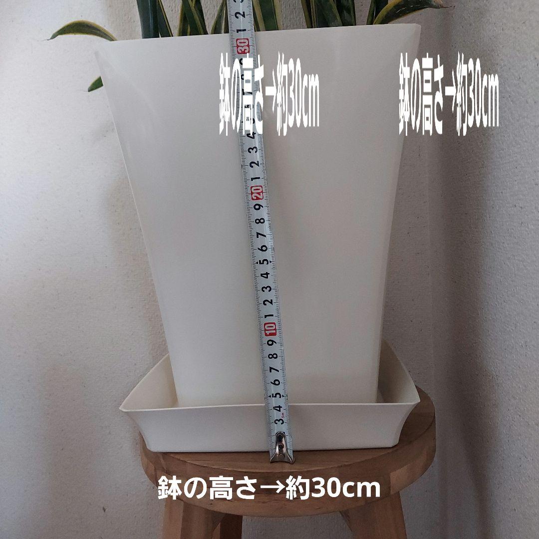 サンスベリア 中型 白い鉢