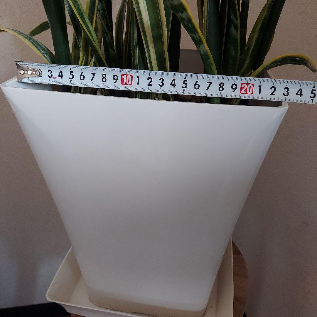 サンスベリア 中型 白い鉢