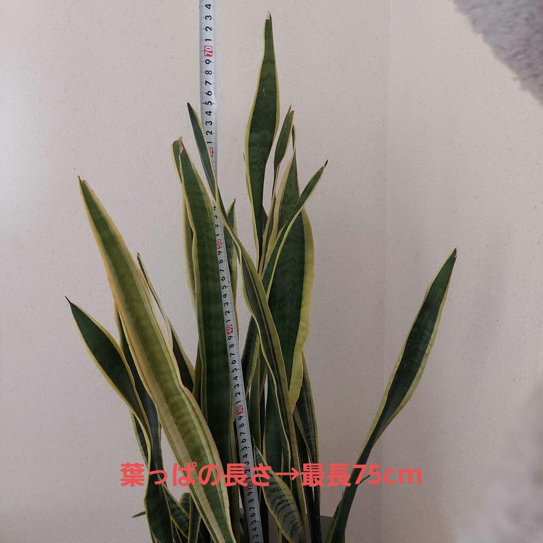 サンスベリア 中型 白い鉢