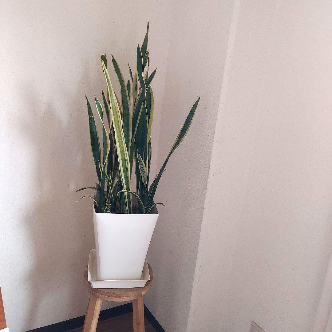 サンスベリア 中型 白い鉢