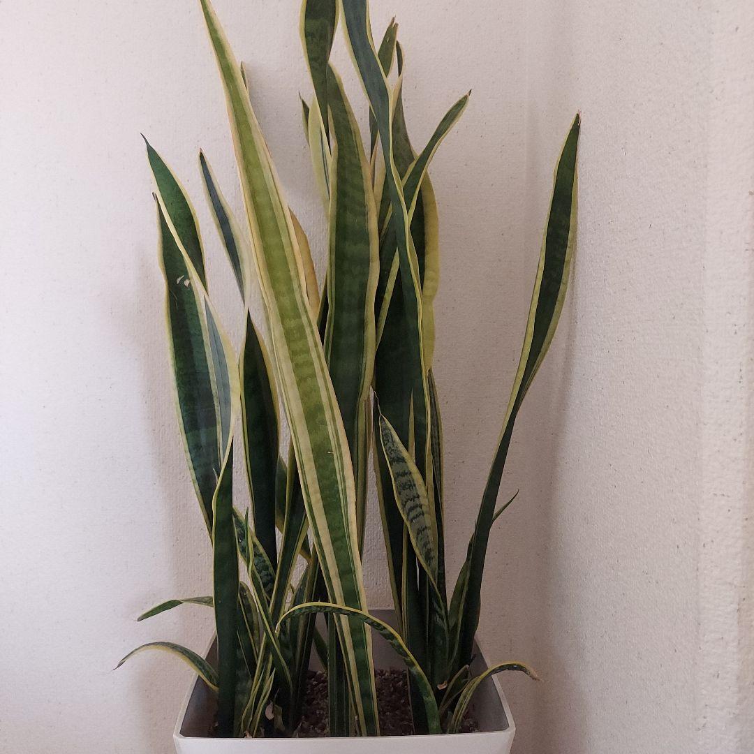 サンスベリア 中型 白い鉢