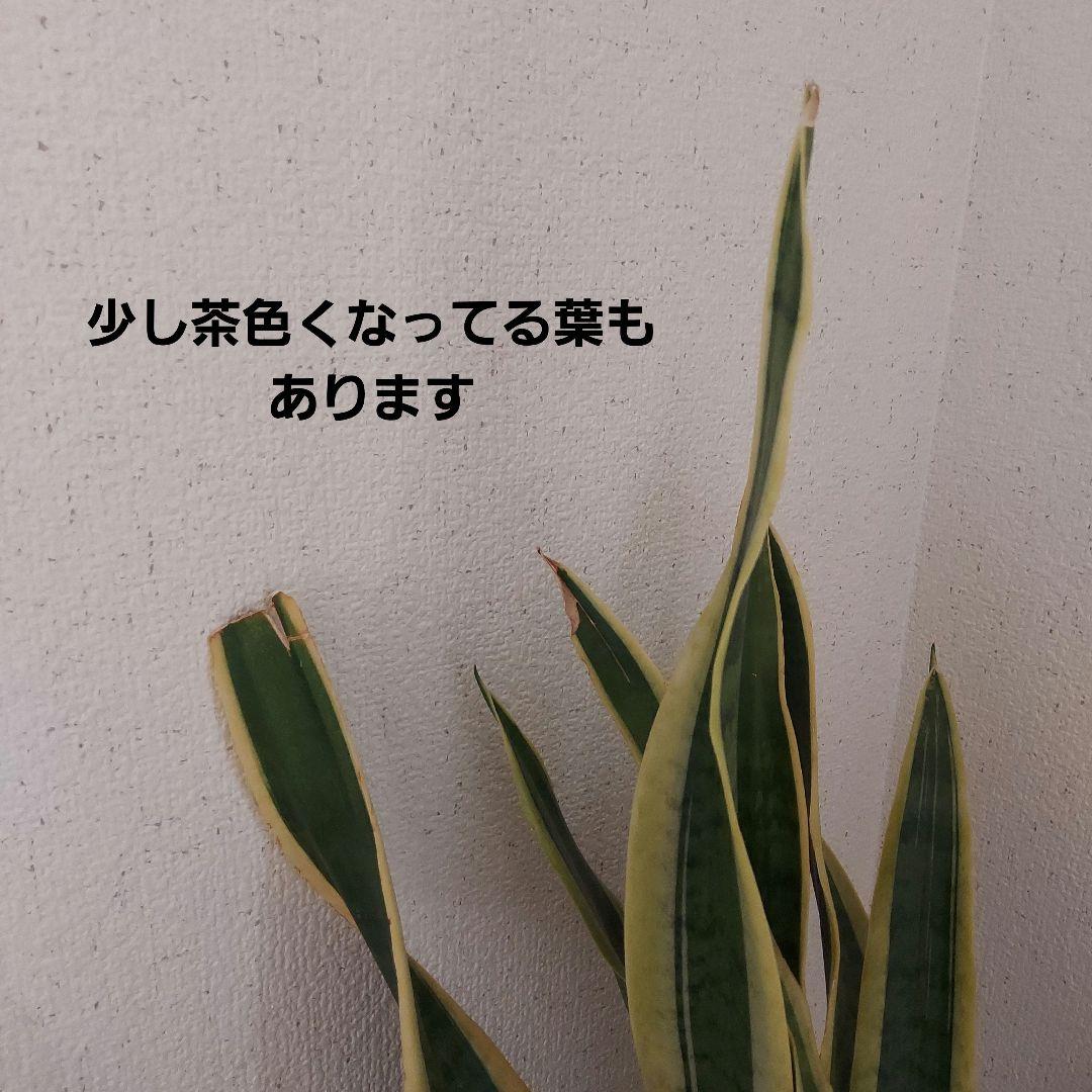 サンスベリア 中型 白い鉢