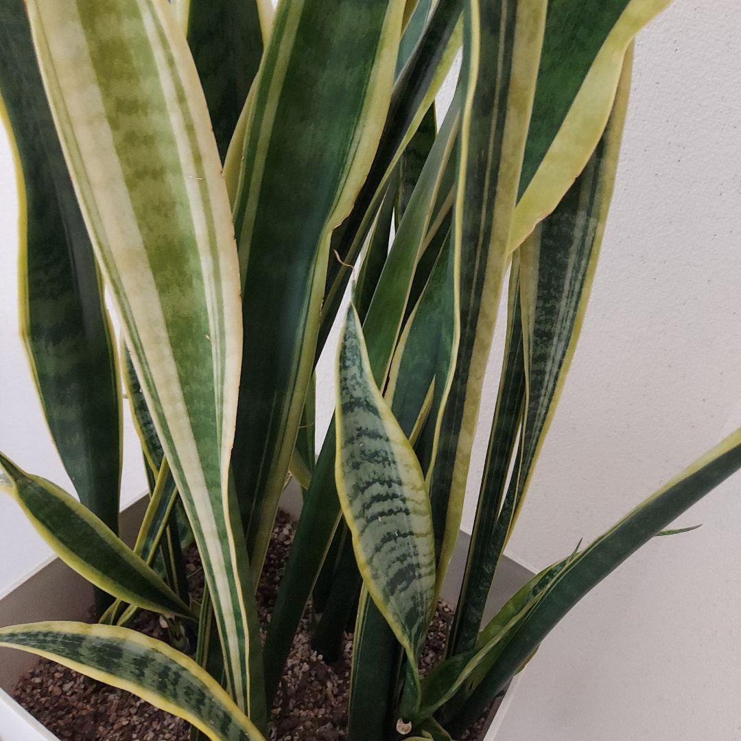 サンスベリア 中型 白い鉢