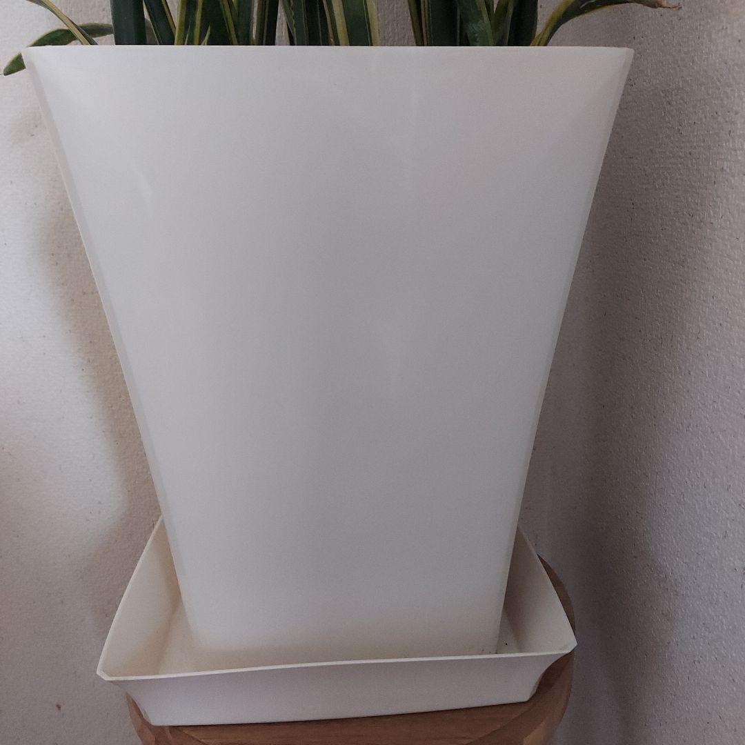 サンスベリア 中型 白い鉢