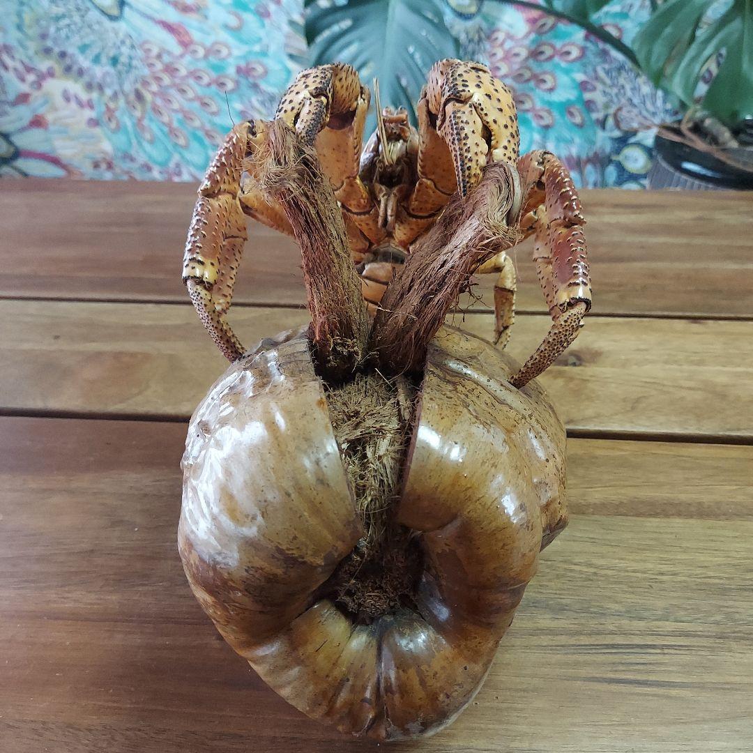 ハワイ　ヤシガニ剥製　ヤシガニとヤシノミ剥製