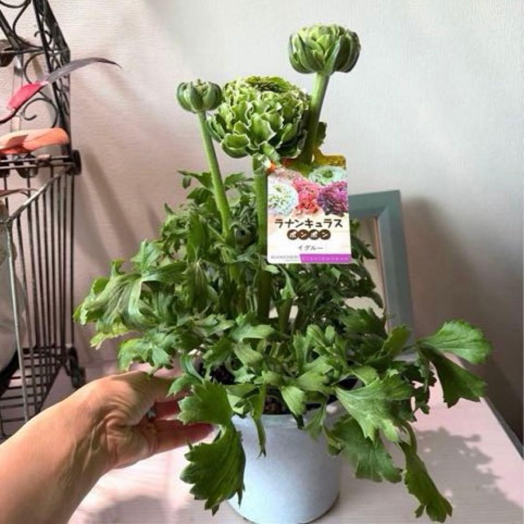 ぷらむ様　リクエスト　おまとめ2点