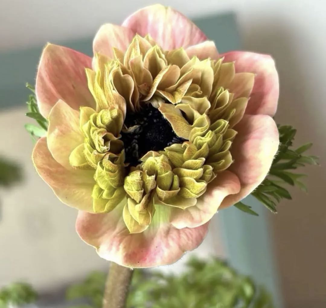 ぷらむ様　リクエスト　おまとめ2点