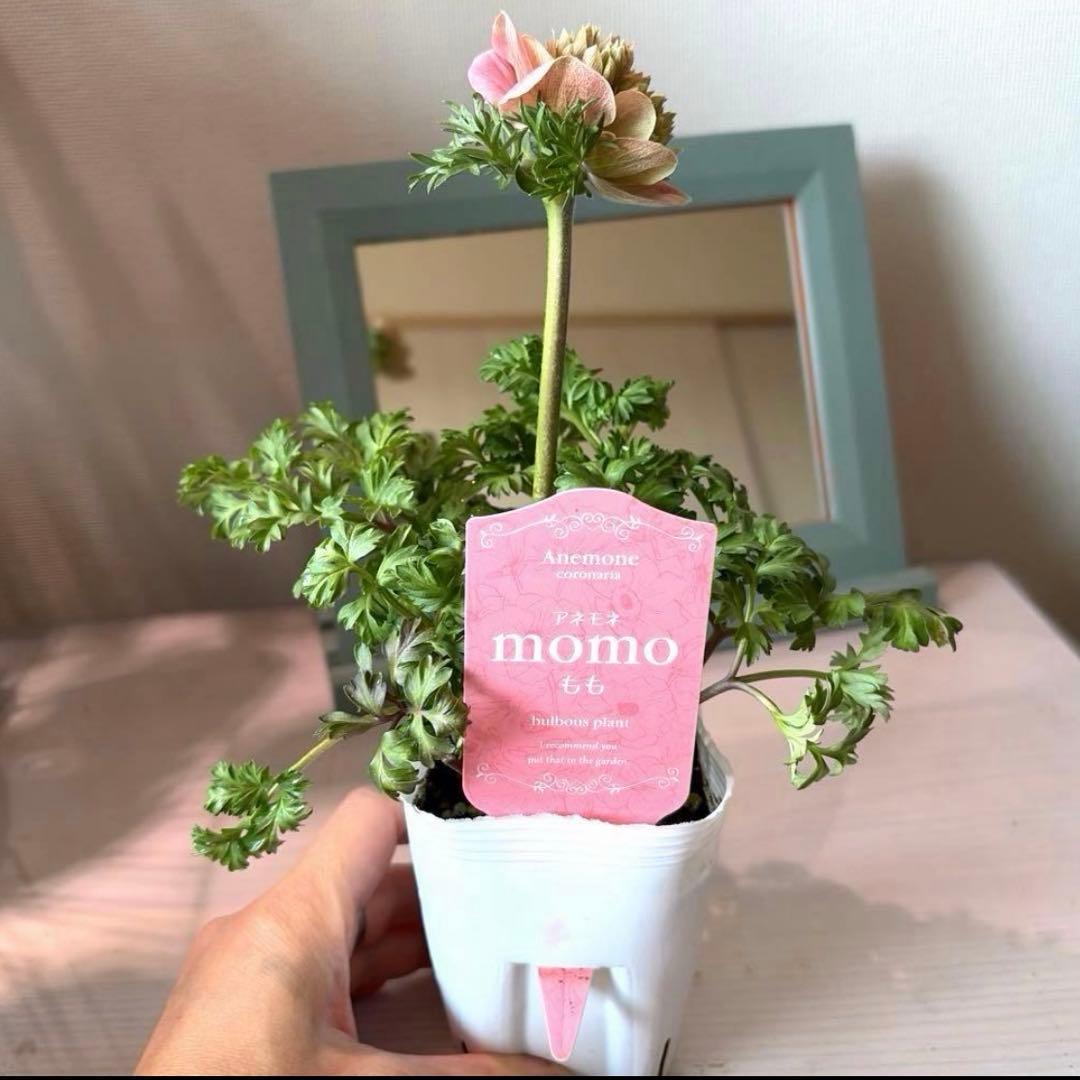 ぷらむ様　リクエスト　おまとめ2点