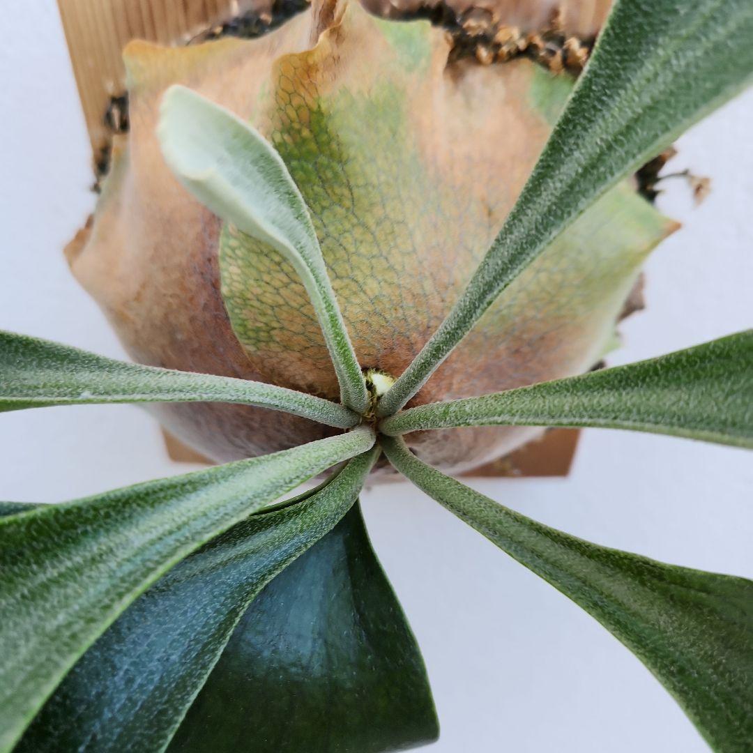 ヒリーオーチャオ 胞子培養 中株 うねり、分岐がヒリーらしくなってきました