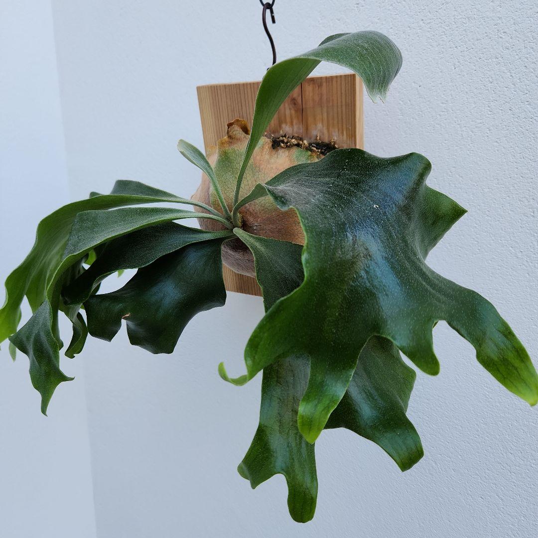 ヒリーオーチャオ 胞子培養 中株 うねり、分岐がヒリーらしくなってきました