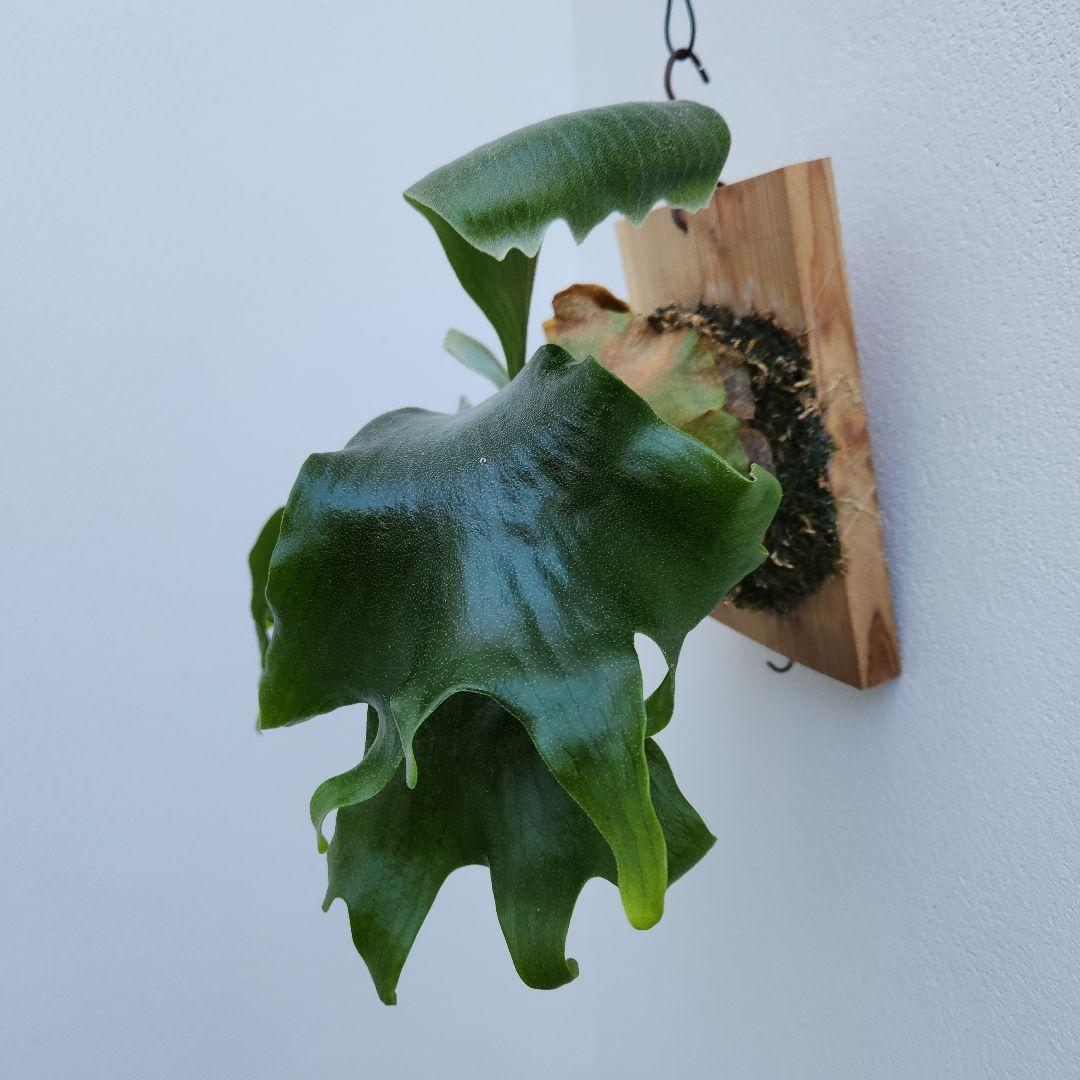 ヒリーオーチャオ 胞子培養 中株 うねり、分岐がヒリーらしくなってきました