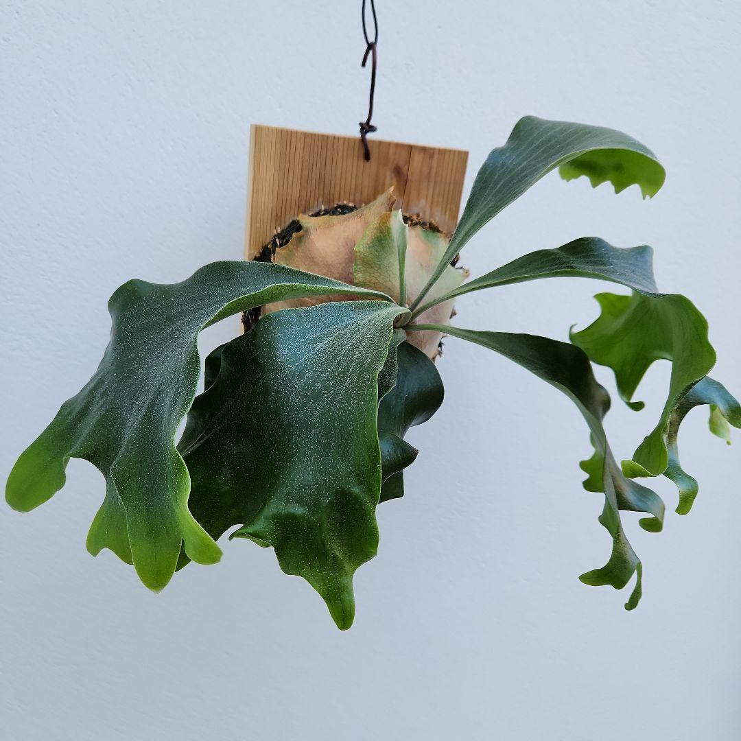 ヒリーオーチャオ 胞子培養 中株 うねり、分岐がヒリーらしくなってきました