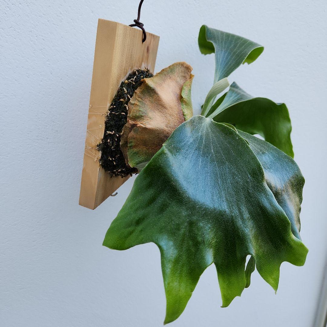 ヒリーオーチャオ 胞子培養 中株 うねり、分岐がヒリーらしくなってきました