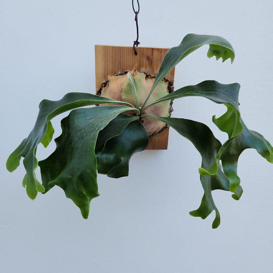 ヒリーオーチャオ 胞子培養 中株 うねり、分岐がヒリーらしくなってきました