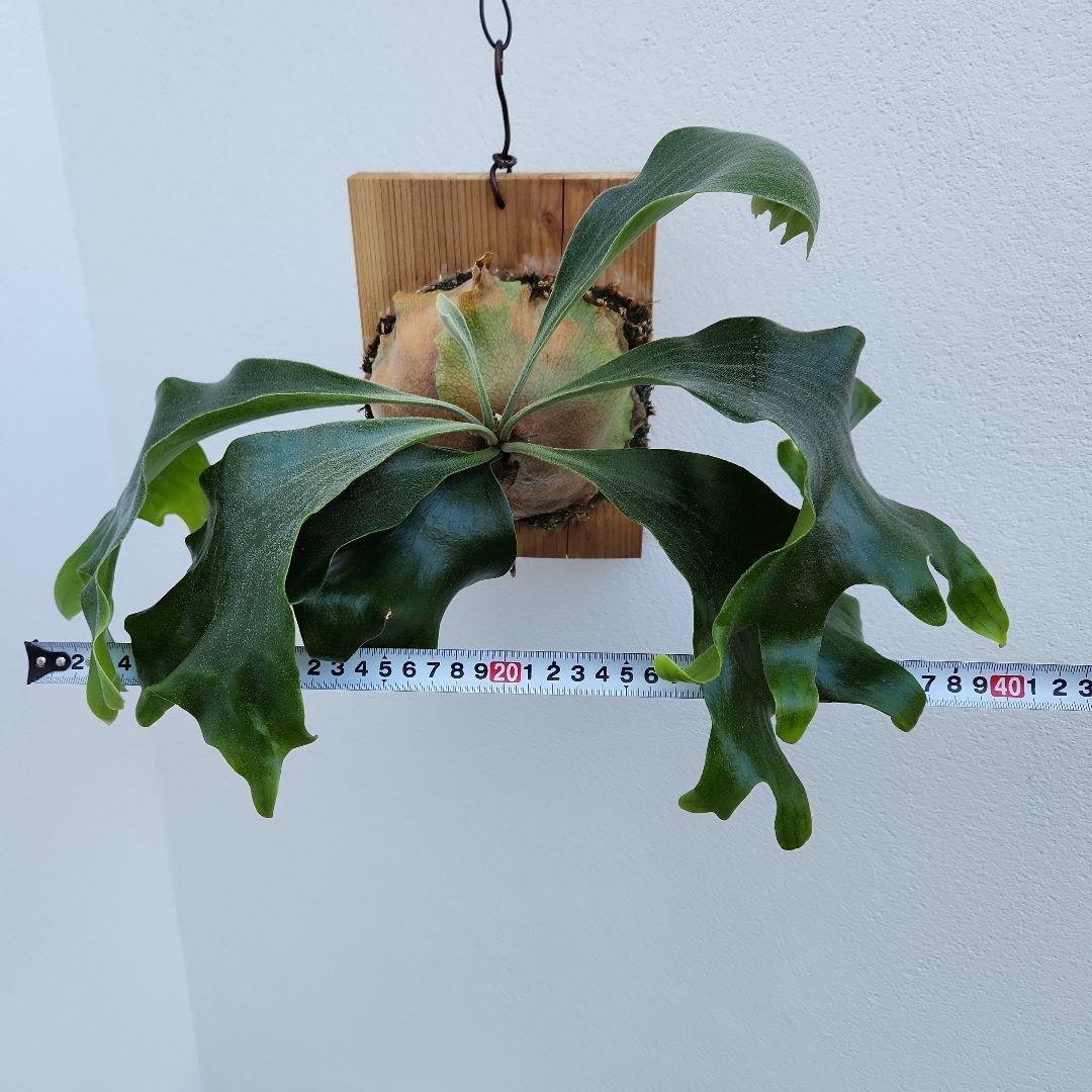 ヒリーオーチャオ 胞子培養 中株 うねり、分岐がヒリーらしくなってきました