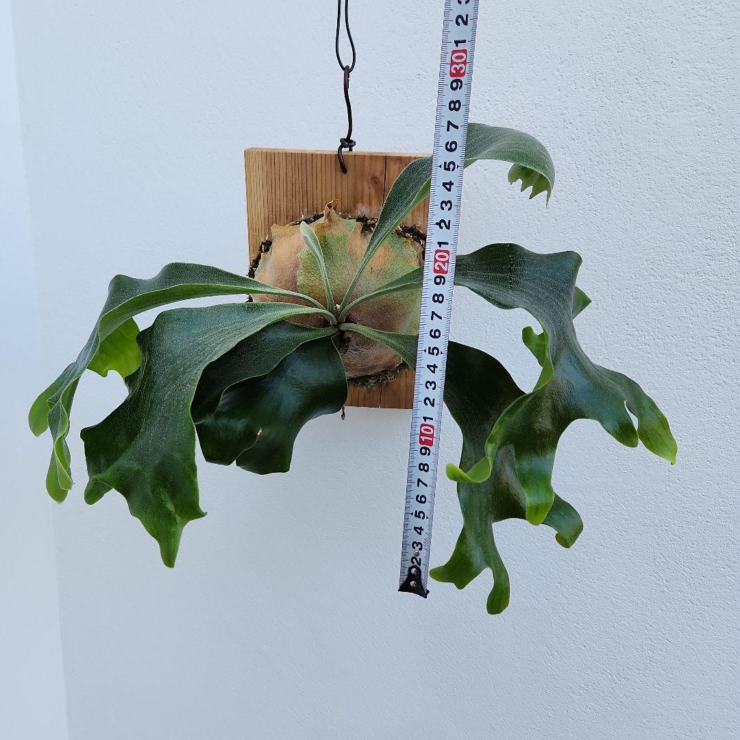 ヒリーオーチャオ 胞子培養 中株 うねり、分岐がヒリーらしくなってきました