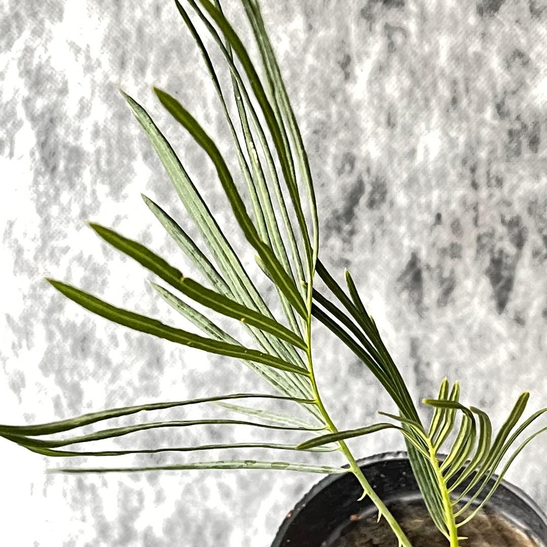 【塊根植物】サイカスカイルンシアナ 国内実生 ソテツ⑩