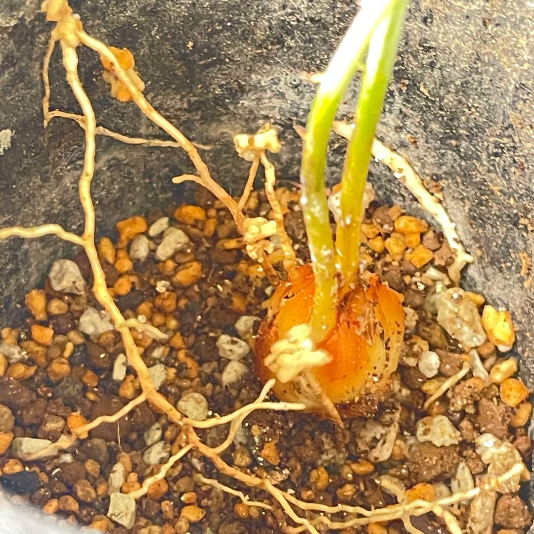 【塊根植物】サイカスカイルンシアナ 国内実生 ソテツ⑩