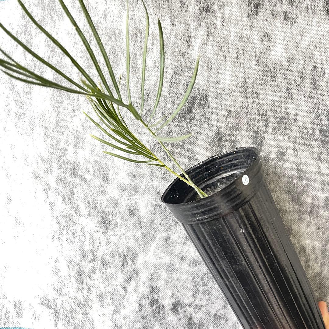 【塊根植物】サイカスカイルンシアナ 国内実生 ソテツ⑩