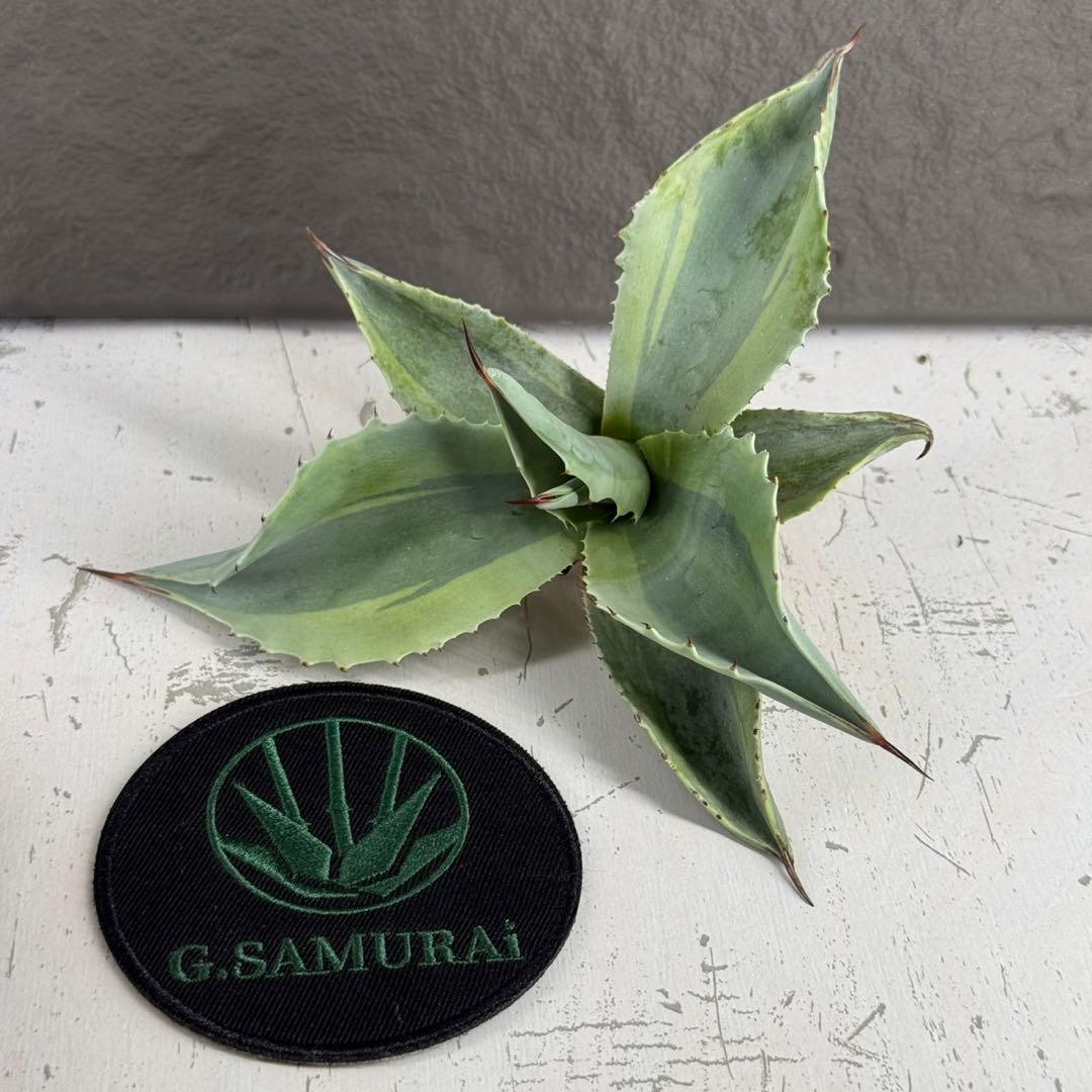 【アガベ オバティフォリア “オルカ”】斑入り安定地植え可能ロゼット展開良/L2